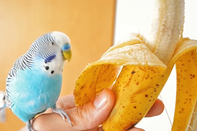 can parakeets eat bananas