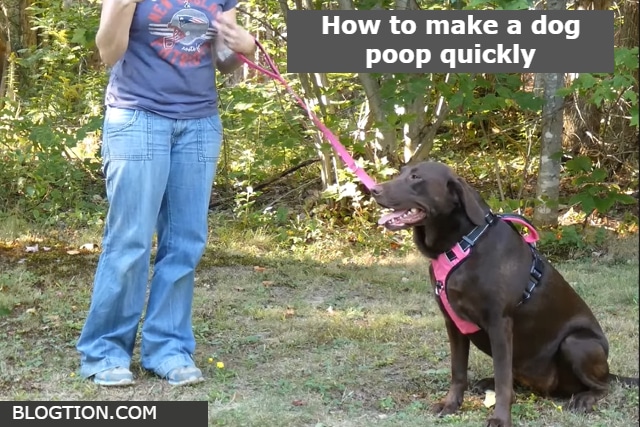 how to make a dog poop quickly