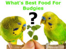 best food for budgies