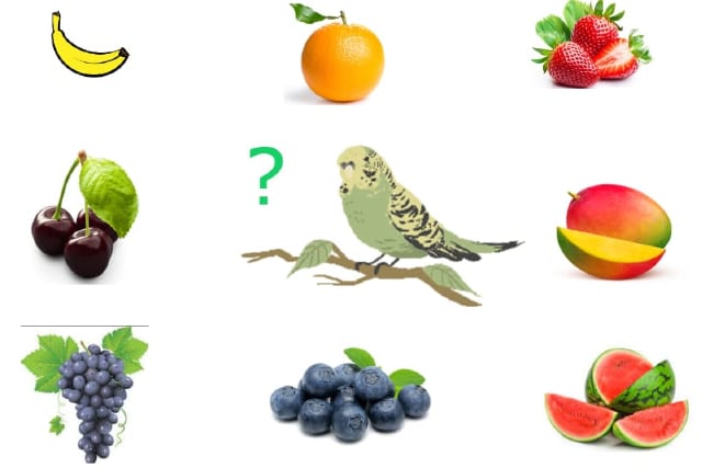 fruits for parakeets