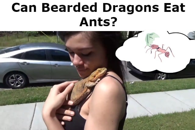 Can Bearded Dragons Eat Ants_