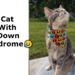 cat with down syndrome