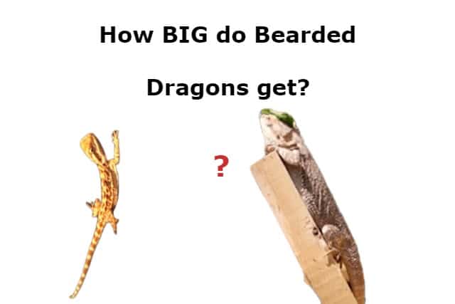 How BIG do Bearded Dragons get