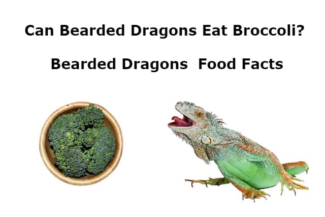 can bearded dragons eat broccoli