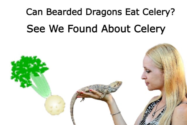 Can Bearded Dragons Eat Celery