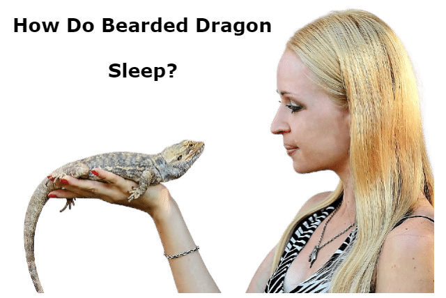 bearded dragon sleeping positions