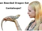 Can Bearded Dragon Eat Cantaloupe