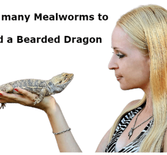 How many Mealworms to feed a Bearded Drago