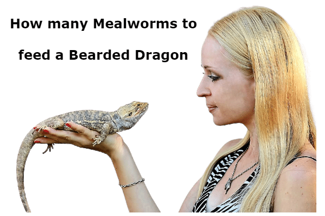 How many Mealworms to feed a Bearded Drago