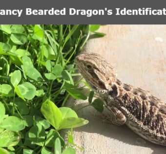 Fancy Bearded Dragon