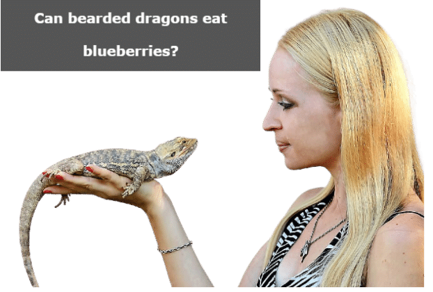 Can bearded dragons eat blueberries