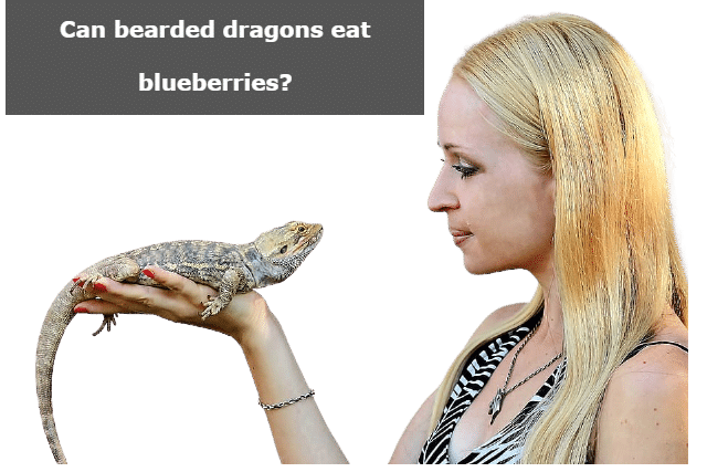 Can bearded dragons eat blueberries