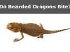 do bearded dragons bite