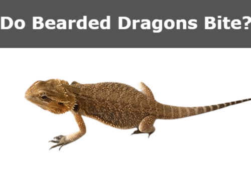 do bearded dragons bite