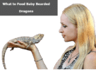 What to Feed Baby Bearded Dragons