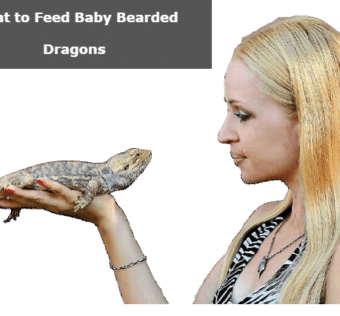 What to Feed Baby Bearded Dragons