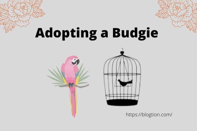 Adopting a Budgie