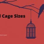 Bird Cage Sizes