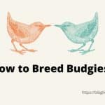 How to Breed Budgies
