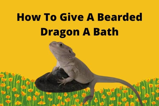 How To Give A Bearded Dragon A Bath