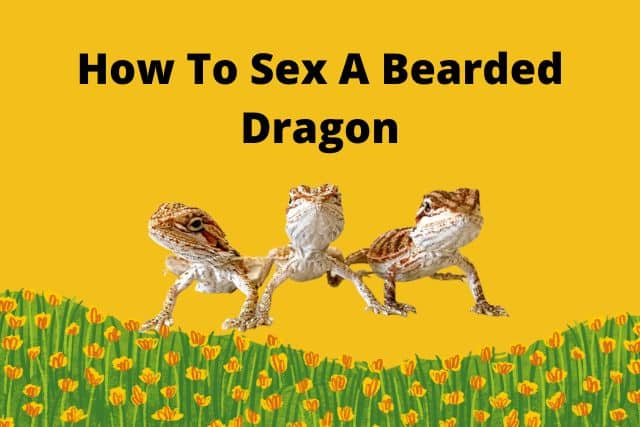 how to sex a bearded dragon