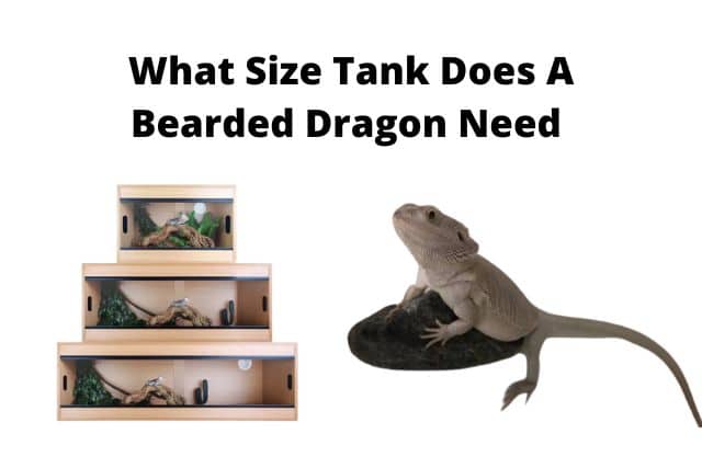 What Size Tank Does A Bearded Dragon Need