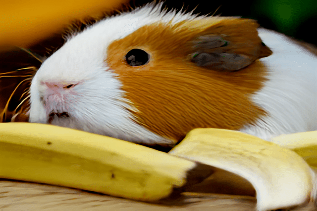 Can Guinea Pigs Eat Banana Peels