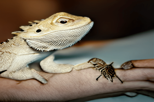 How Many Crickets To Feed A Bearded Dragon
