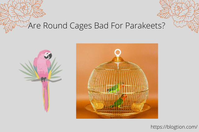 Are Round Cages Bad For Parakeets