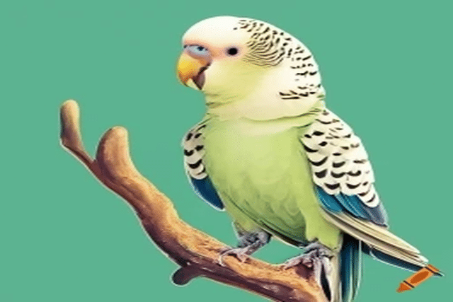 Can Parakeets Die from Cold?