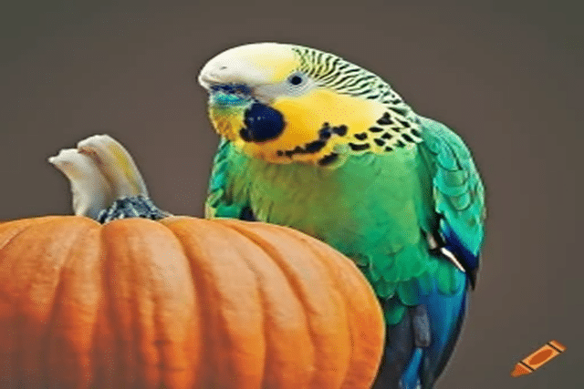 Can Parakeets Eat Pumpkin Seeds?