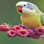 Can Parakeets Eat Raspberries?