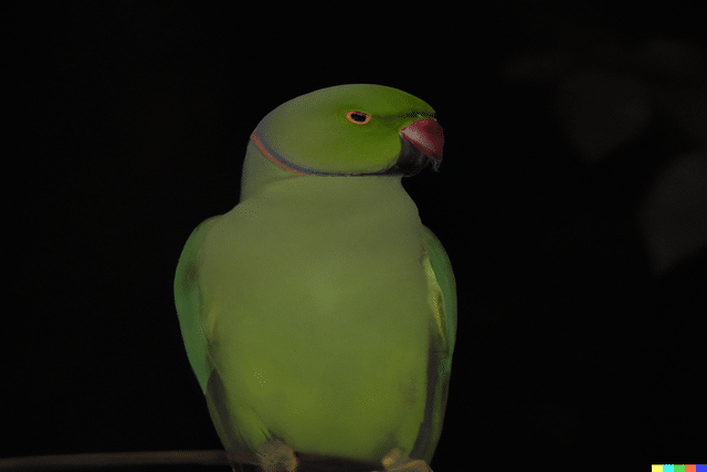 Night frights in parakeet