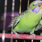 night frights in parakeet