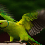 why does my parakeet flap its wings really fast