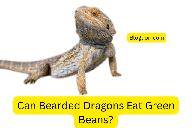 Can Bearded Dragons Eat Green Beans?