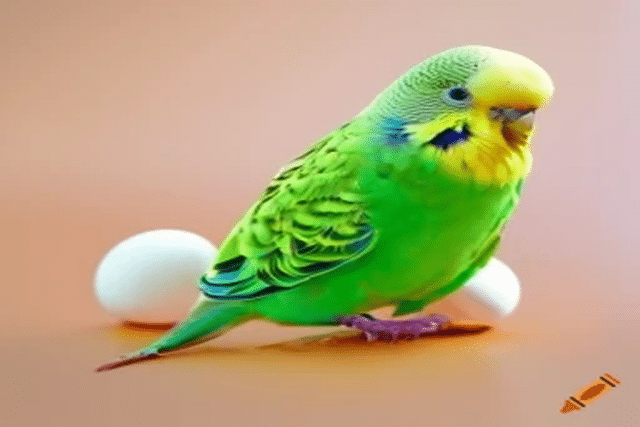 How to incubate parakeet eggs at home