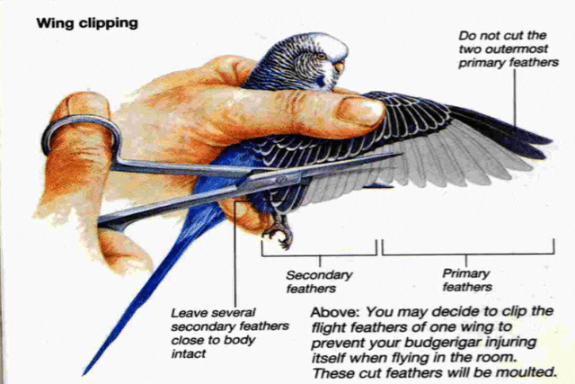 How to trim parakeet wings at home
