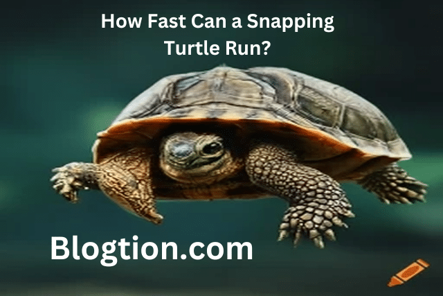 How Fast Can a Snapping Turtle Run?