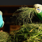 Parakeets Eat Timothy Hay